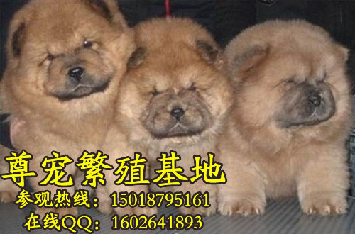 ʨȮchowchow