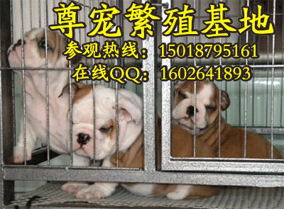 ţȮ/ӢţȮbulldog