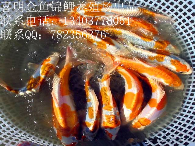 ѡ
