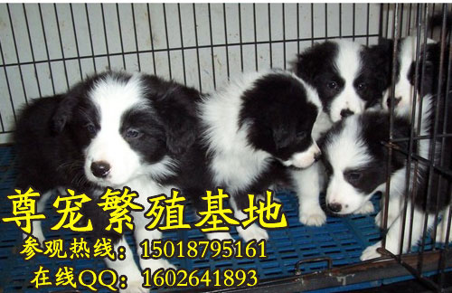 /߾Ȯbordercollie