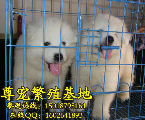 ĦҮȮsamoyed
