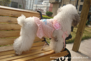 petbaby·Ըеȹ