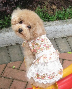 ԱյС黨װװFEIPET