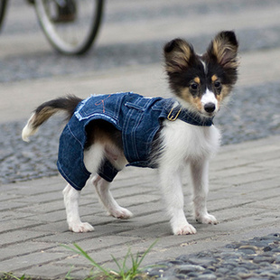 批发宠物狗牛仔背心宠物衣服宠物服装狗服装批发价