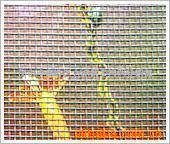 ,ִɴ(ͼ)304316L