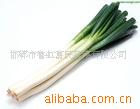 Ѵ