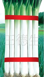 ʴбʴ