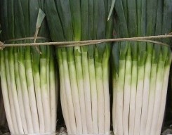 Բũҷʴ