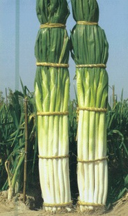 дݴиīȪƴкװ