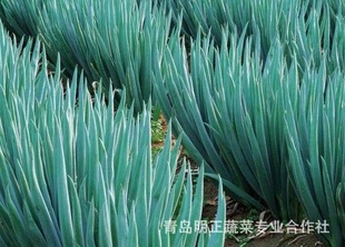 山东大葱2000元1吨欢迎选购图