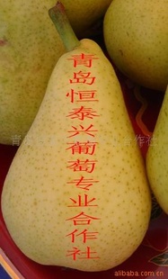 伏洋梨果树苗木