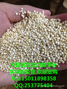 ѿףл޼޼۸лQuinoa޼/ӡ