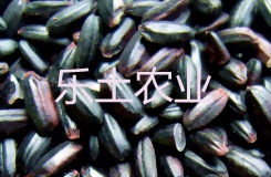 ũлף