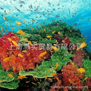 ҼӺڴβ1000*1000D610G)