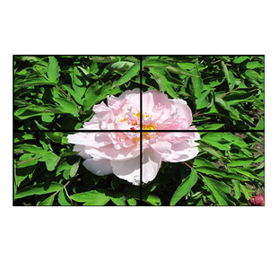 ң55뻧Һʾ塢LEDƴǽ