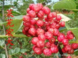 2011Ʒгڼɻ/ڼۻ