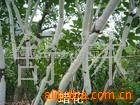 虫白蜡、虫蜡(图)