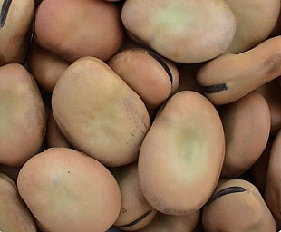 ʡ;