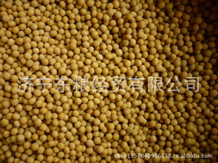 出售各种高中档黄豆物优价廉