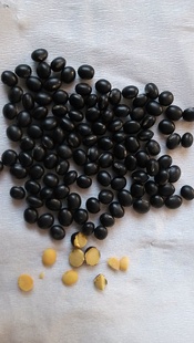ʺڶؼ۸˹ѡ