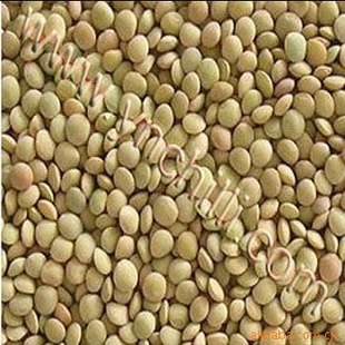 AA̱ⶹgreenlentils