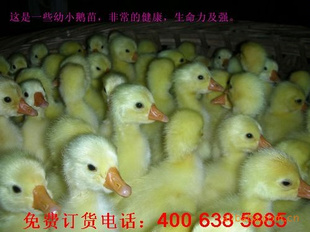 ӽ簲ʡɽ
