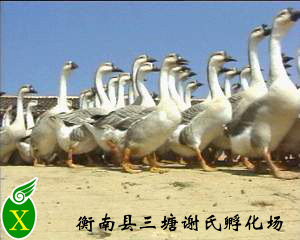 ҶṩԱͻҶҶ