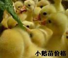 С磬ְ׶۸񱨼