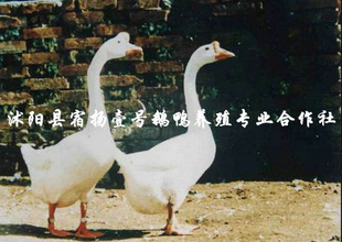նƷʸ߻ӭ