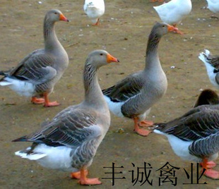100˶󣬱ʵ¶磨깫8ǧˣ