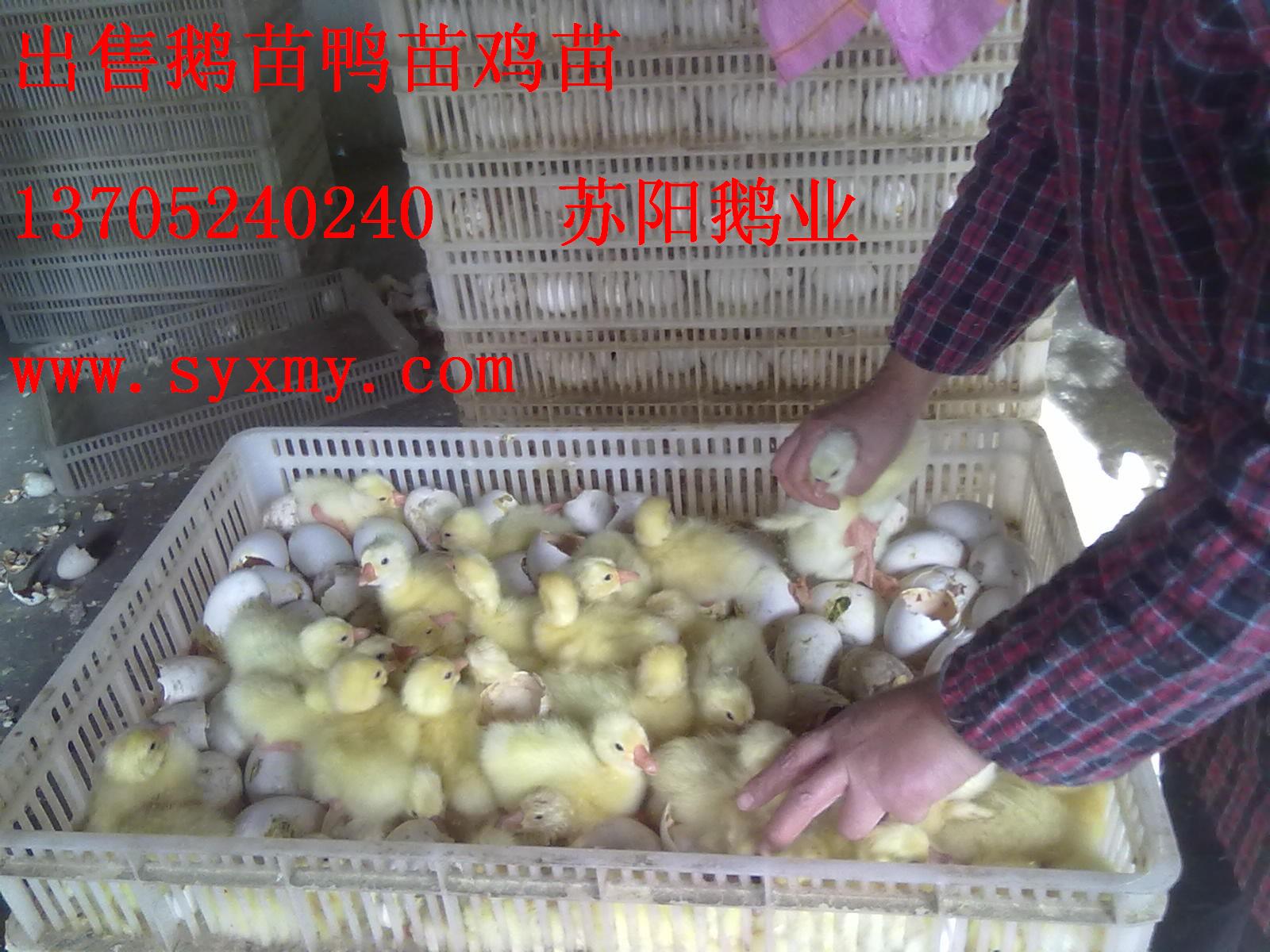 Ӧ۸|ɵ¶۸|۸