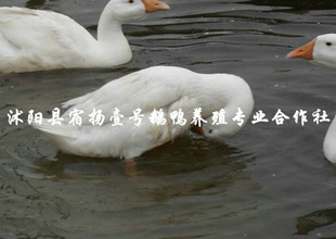 ̩ݶ죬ٶȿɻʸߺӭ