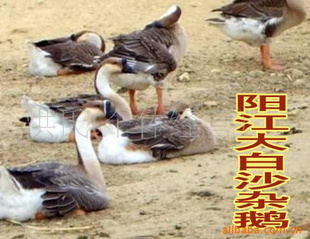 㶫Ҷ
