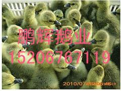 ʵ¶׶磨Ѱ