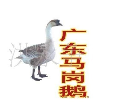 ۹㶫ֶ磬ʨͷ.