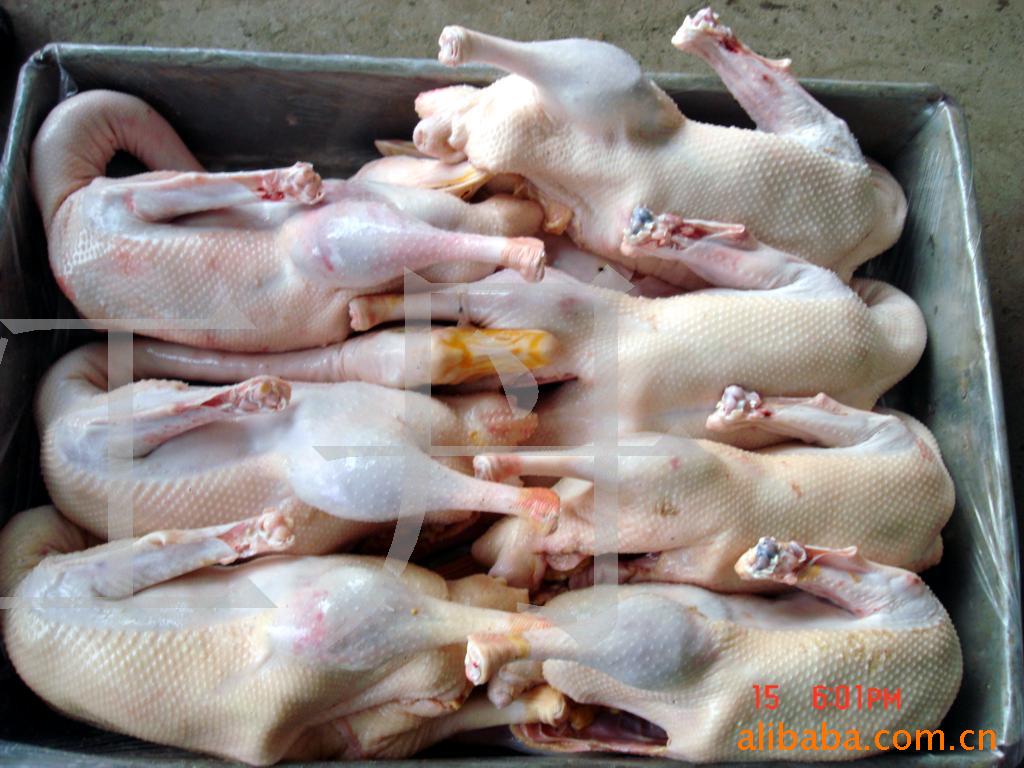 白条鹅,鹅体,鹅肉,老鹅