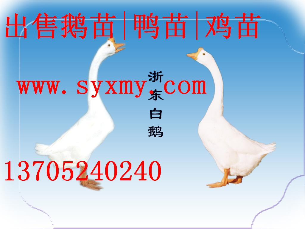 ۶۸|ݶ۸|ɵ¶۸