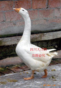 Ĵ׶磬ٷֱ;180-0828-6999С
