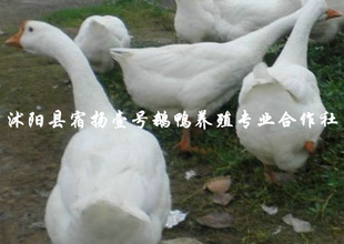 ̩ݶӭѡ