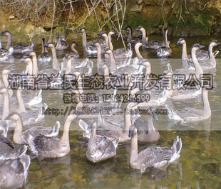 һҶĻҶ糤ٿ۸̬