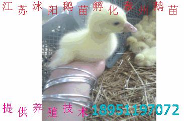 ӦƷֶͨӽ۸