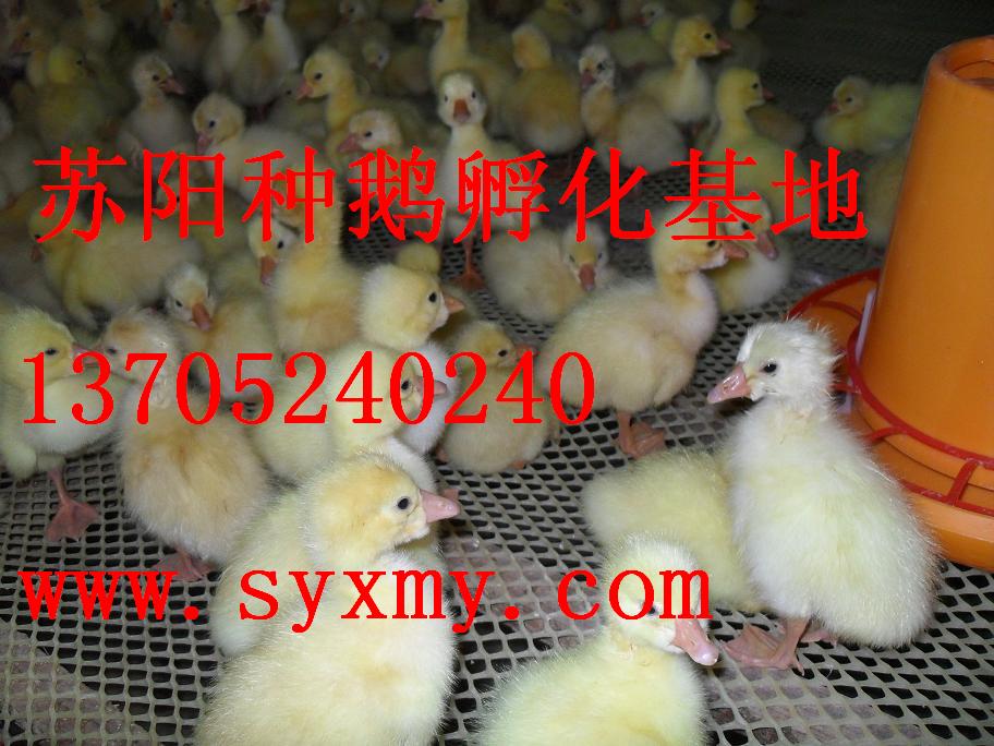 ۸Ѽ۸Ѽ۸Ѽ۸ǵѼ۸