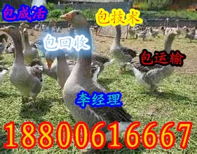 ؼ۳۶Ѽ缦