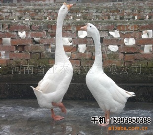 ִ̩׶磬