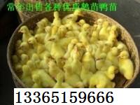13365159666Ӧֶ۸ѼѼ