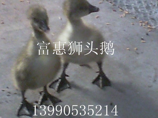 ʨͷ.ɏԶ.ڻֻҶ....