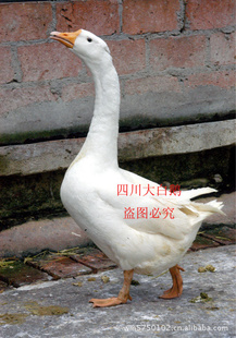 ȺڣѡTel:186-0838-5252