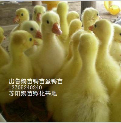 ۶Ѽ̿ǵѼѼҵ