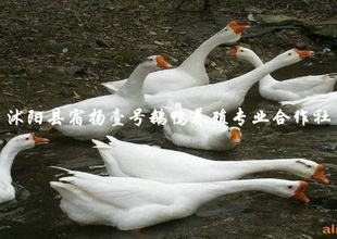 ļɻʸߺӭͻ