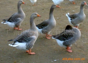 Զ硢ڶ硢